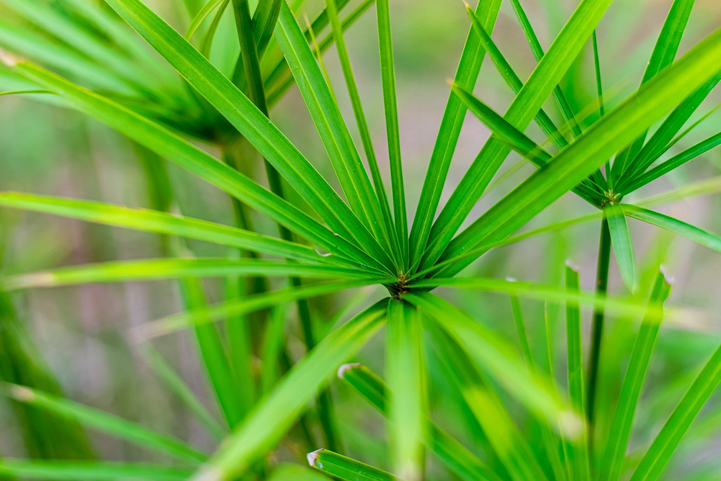 Cyperus papyrus (Egyptian paper rush) - Marginal Pond Plants - BP030