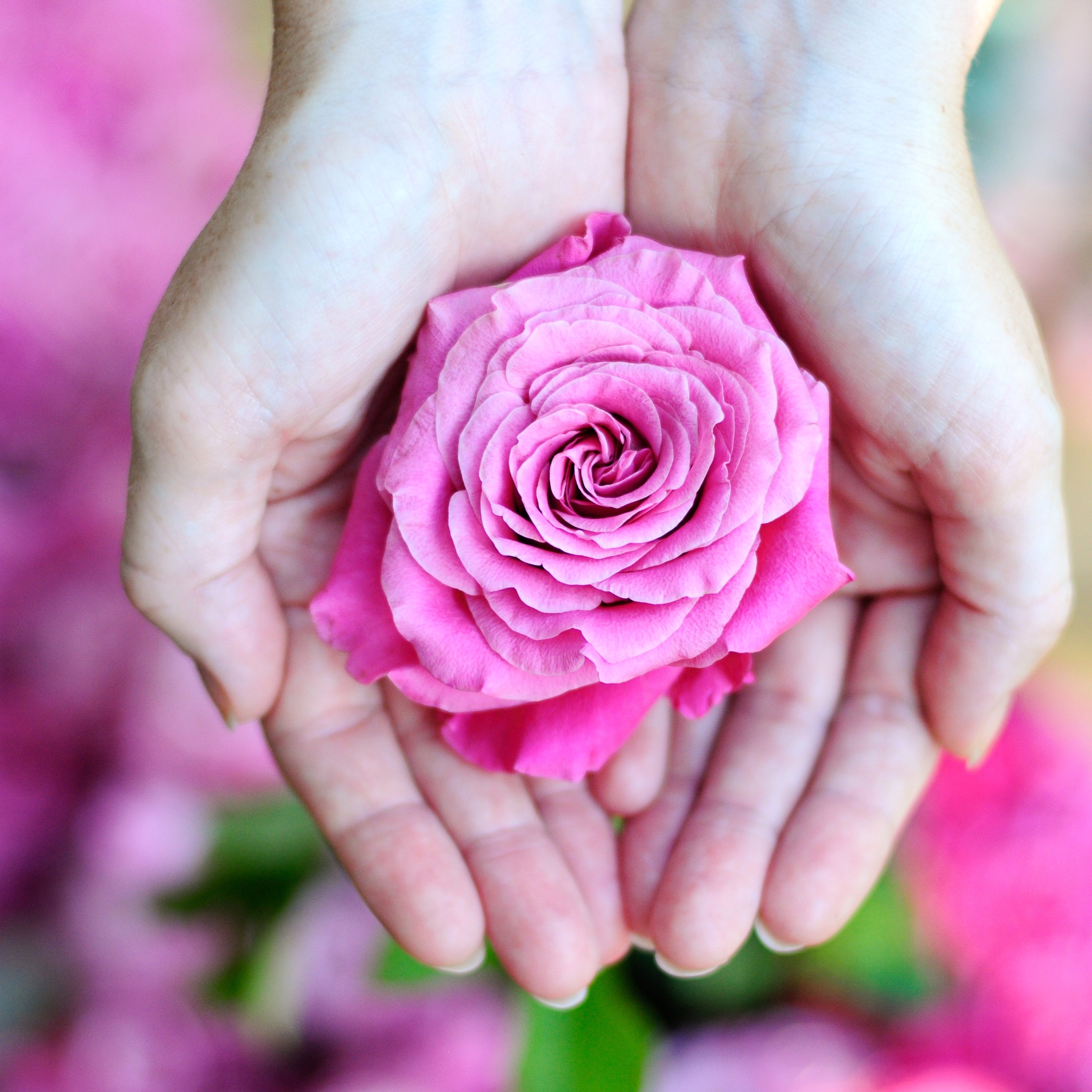 All Natural Rose Multi Use Oil For Hair, Nails & Body - 100ml