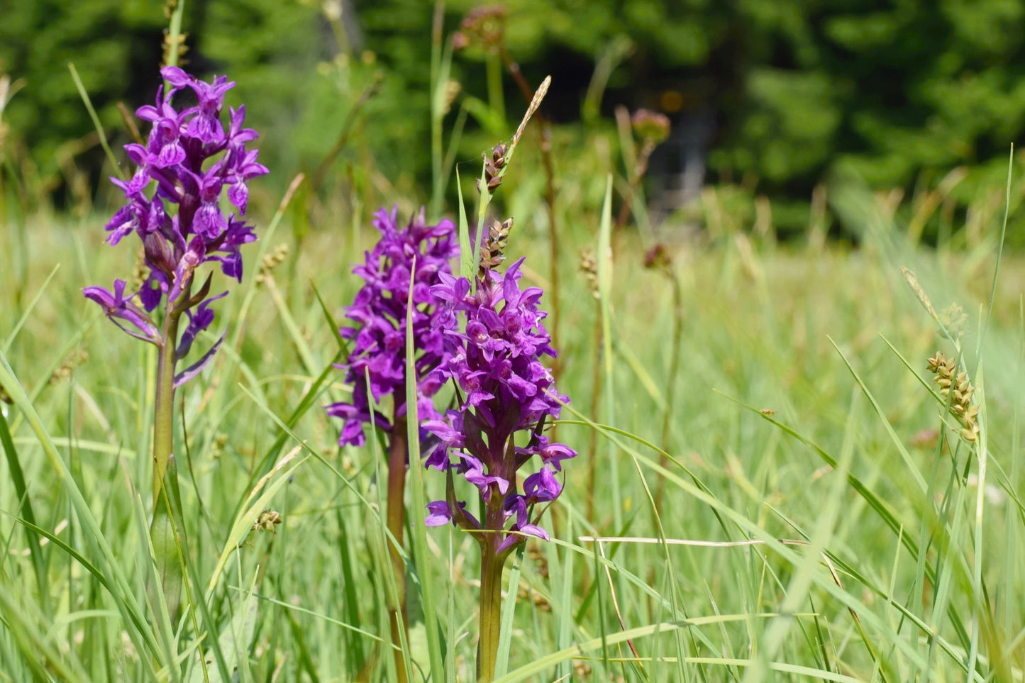 Dactylorhiza majalis praetermissa - Marginal Pond Plants - MP032