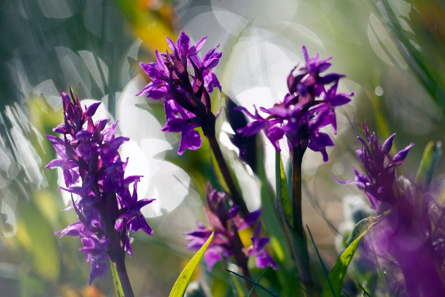 Dactylorhiza majalis praetermissa - Marginal Pond Plants - MP032