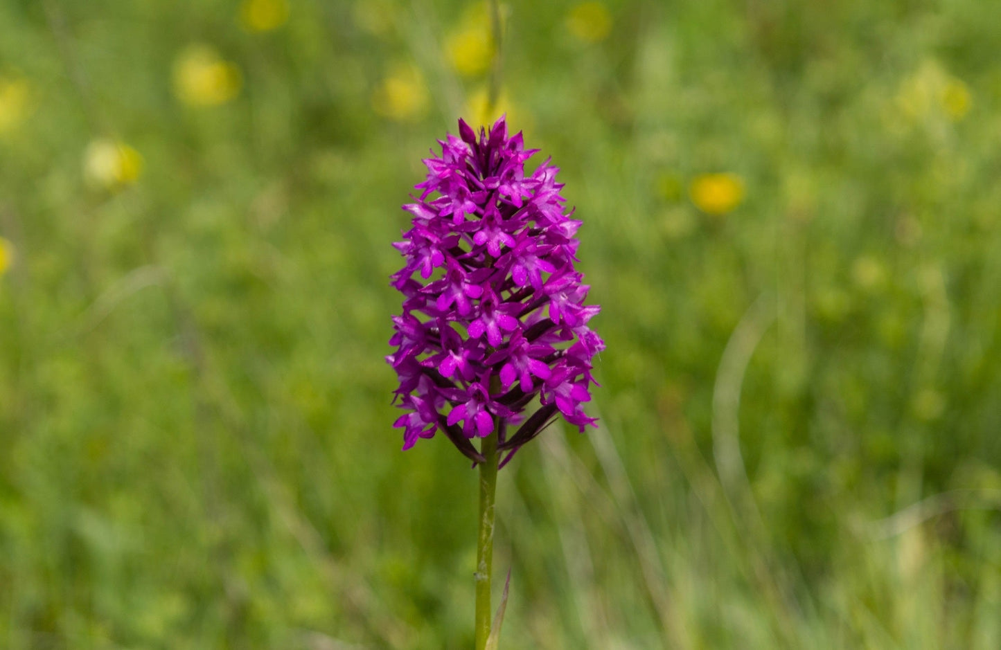 Dactylorhiza majalis praetermissa - Marginal Pond Plants - MP032