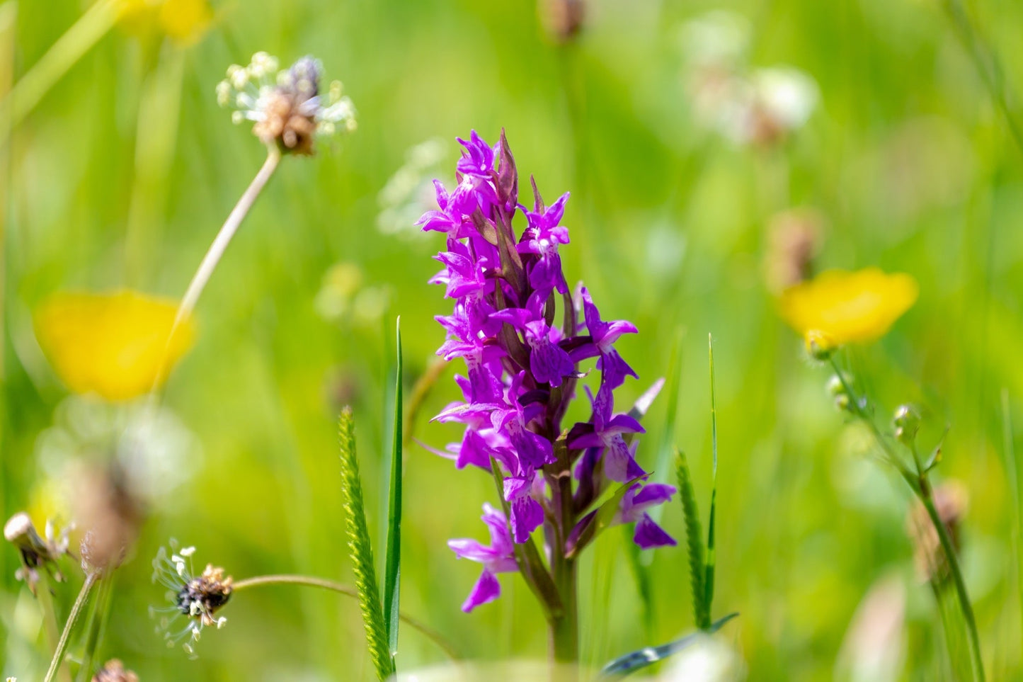 Dactylorhiza majalis praetermissa - Marginal Pond Plants - MP032