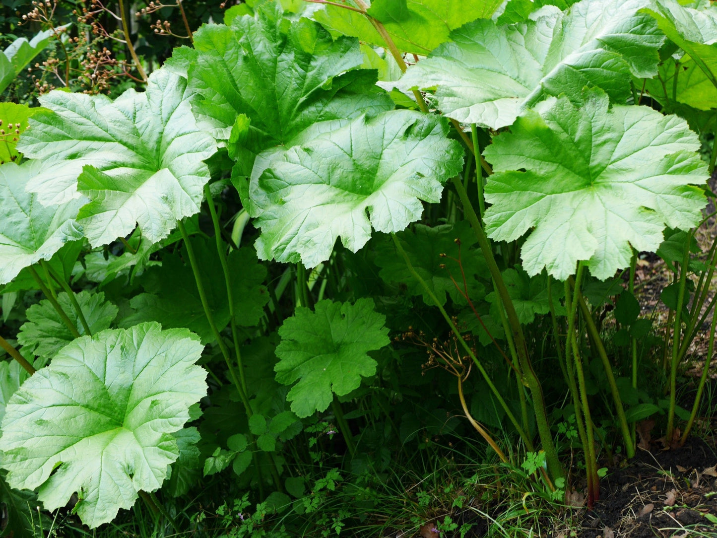 Damera Peltata - Marginal Pond Plants - BP032