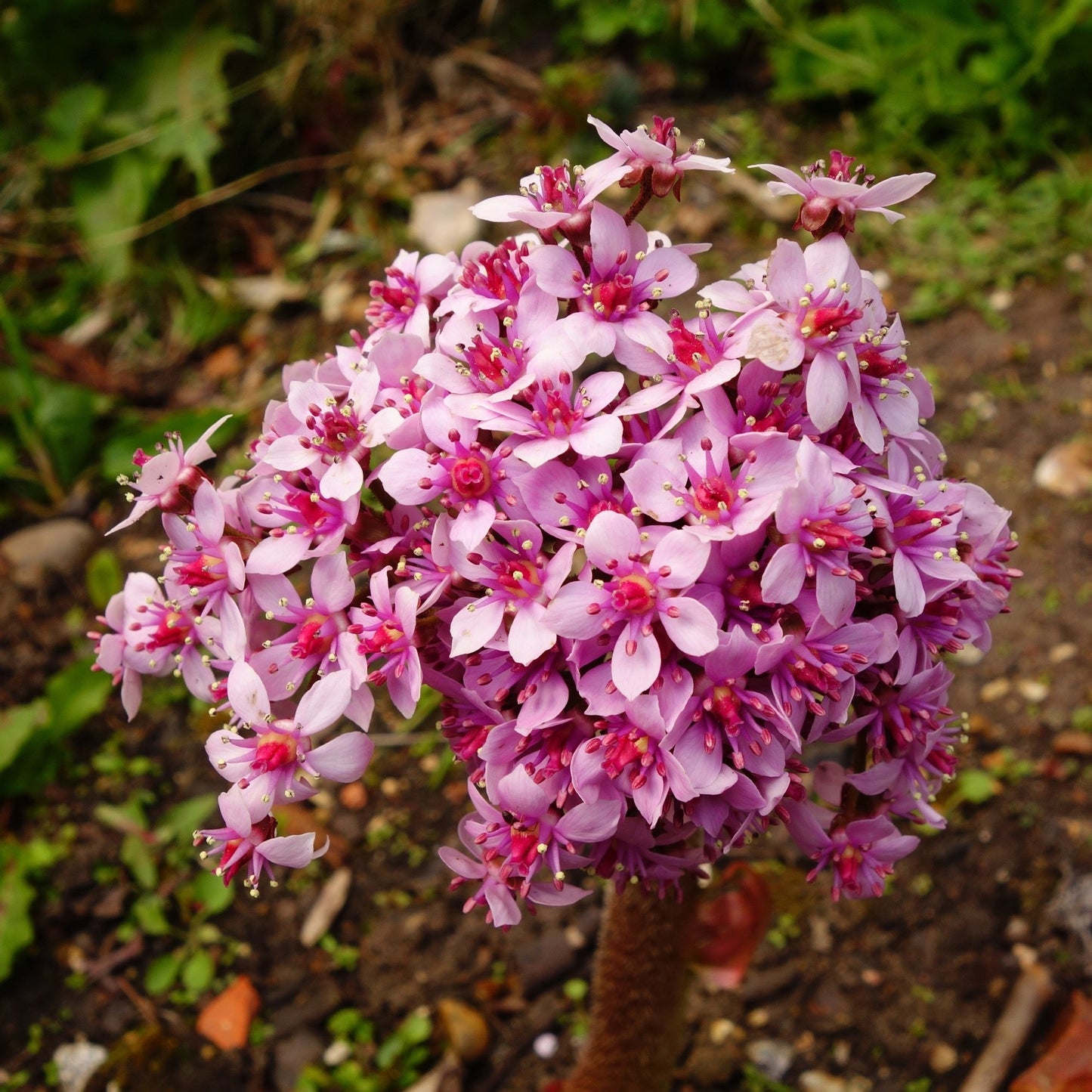 Damera Peltata - Marginal Pond Plants - BP032