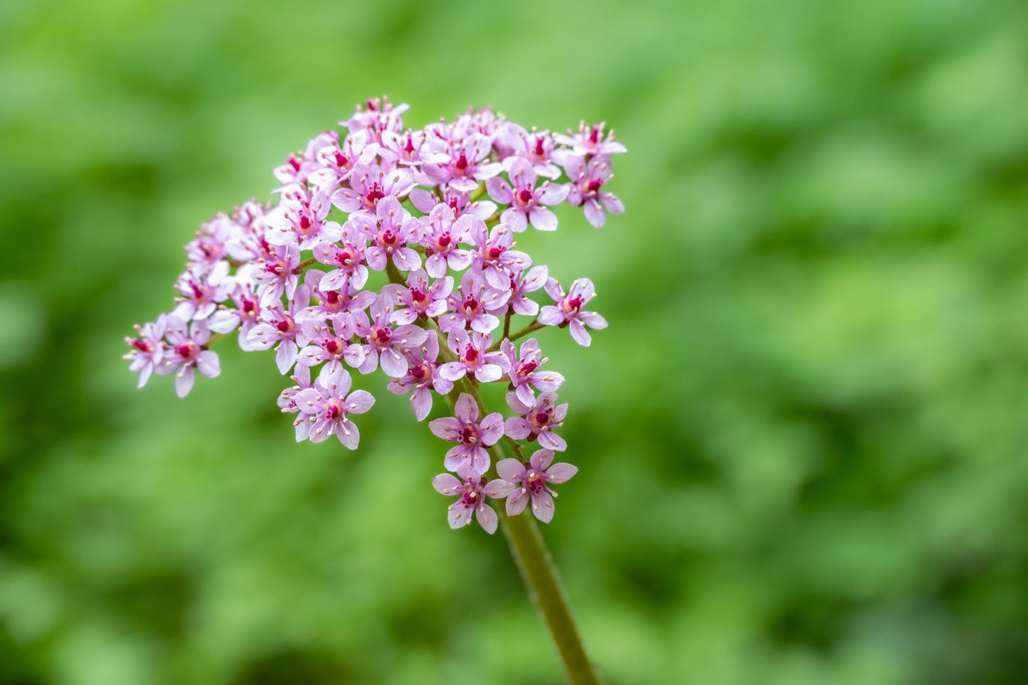 Damera Peltata - Marginal Pond Plants - BP032