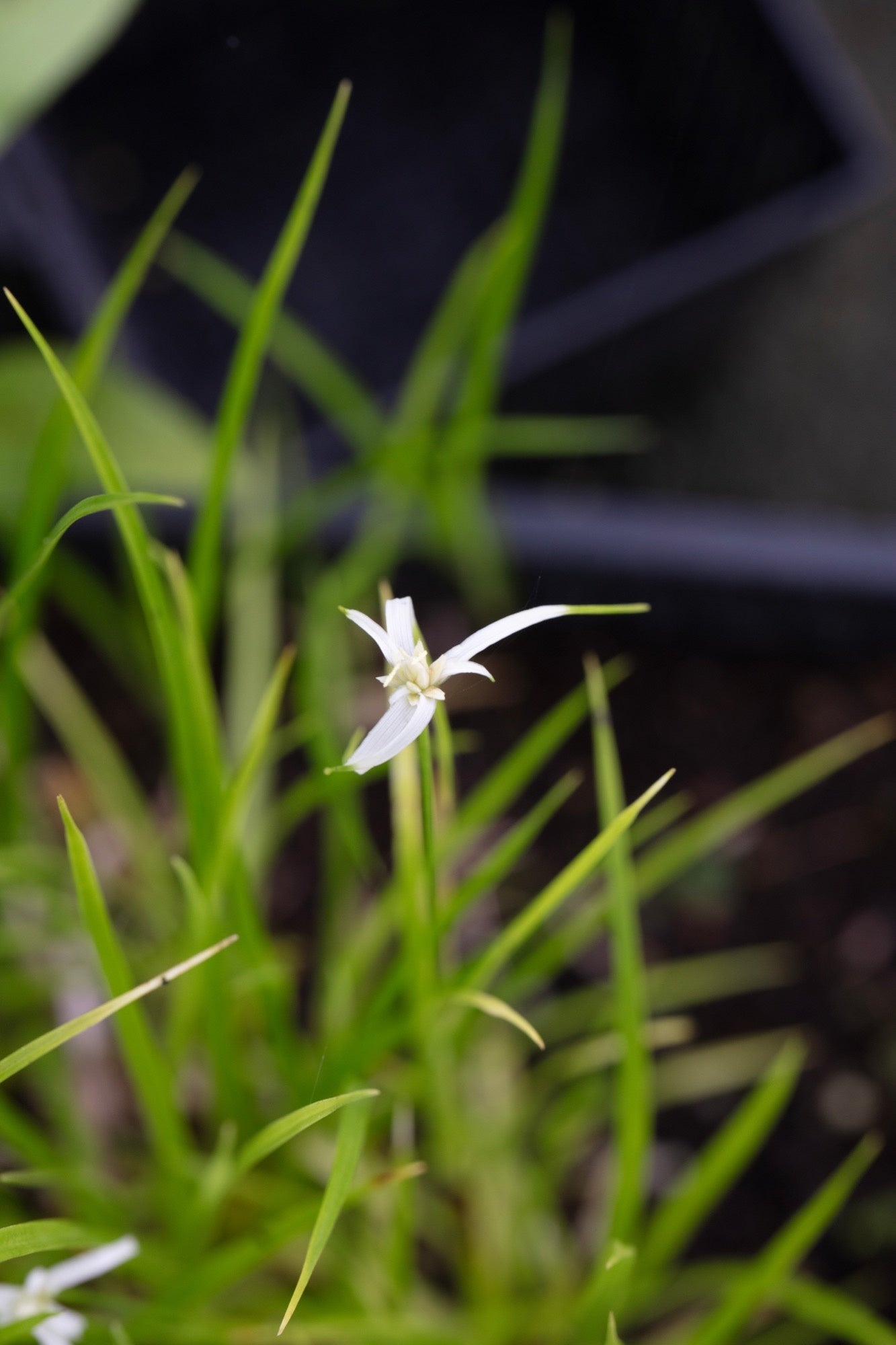 Dichromena colorata (Star grass) - Marginal Pond Plants - MBP032