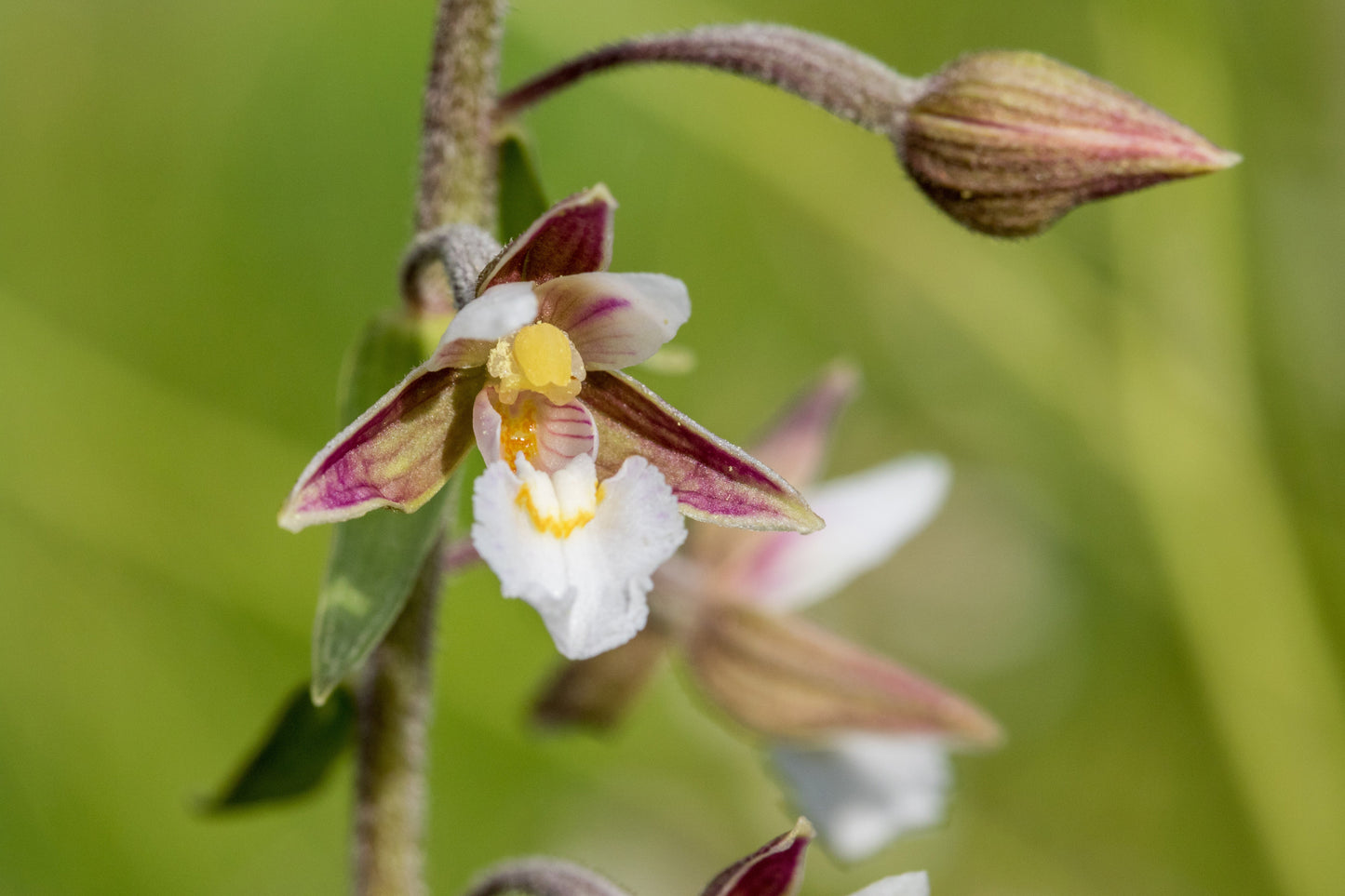 Epipactris palustris orchid - Marginal Pond Plants - MP033