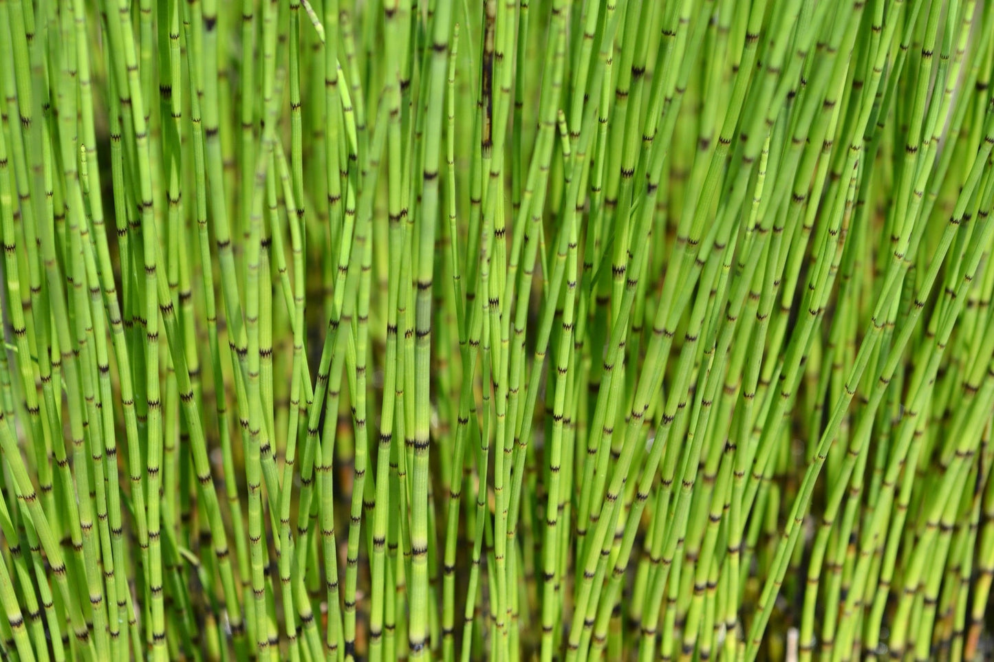 Equisetum fluviatile - Marginal Pond Plants - MP034
