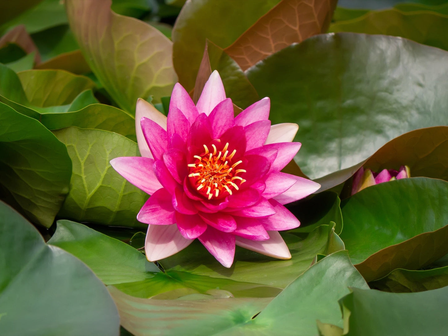 Escarboucle Water Lily - Pond Plants - VLW04