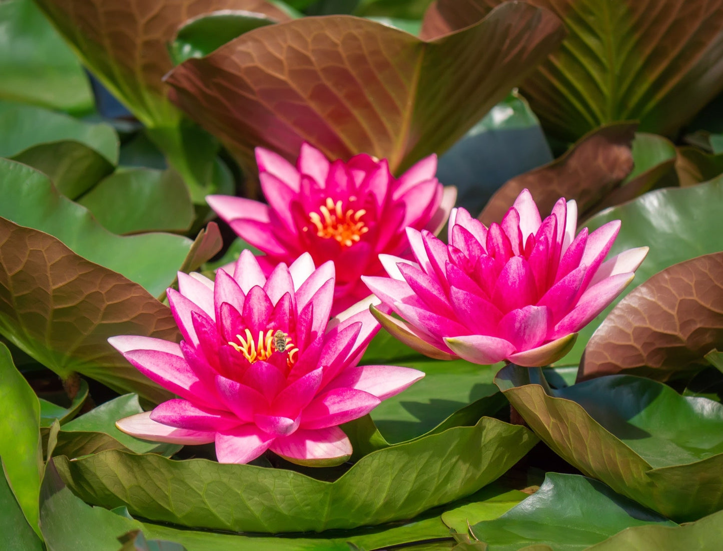 Escarboucle Water Lily - Pond Plants - VLW04