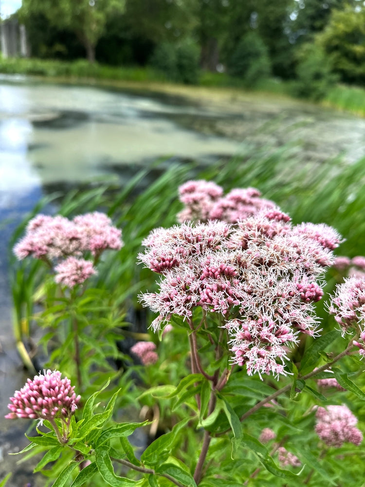 Eupatorium cannabinum (Hemp agrimony) - Marginal Pond Plants - BP038