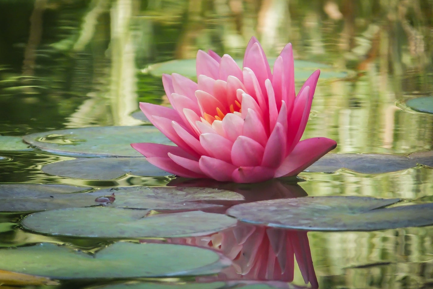 Fabiola Water Lily - Pond Plants - MW06