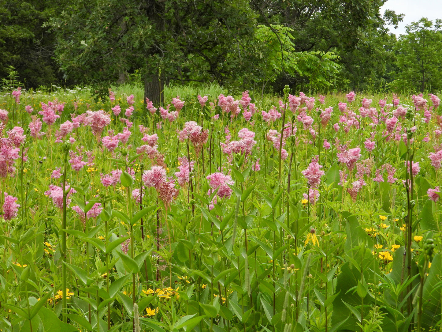 Filipendula rubra 'Venusta  Magnifica' - Marginal Pond Plants - BP039