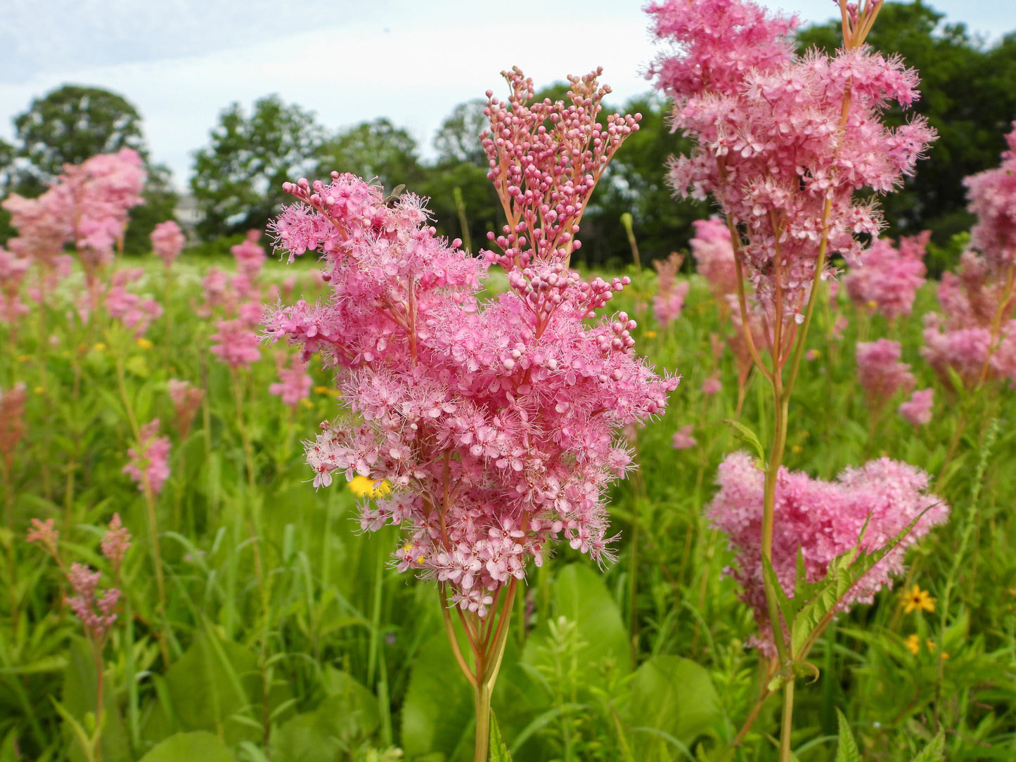 Filipendula rubra 'Venusta  Magnifica' - Marginal Pond Plants - BP039