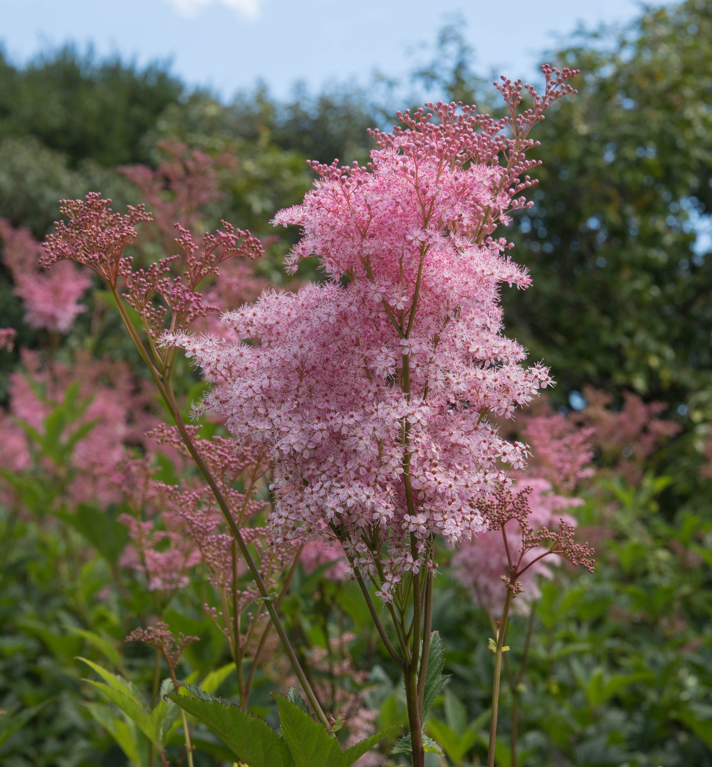 Filipendula rubra 'Venusta  Magnifica' - Marginal Pond Plants - BP039