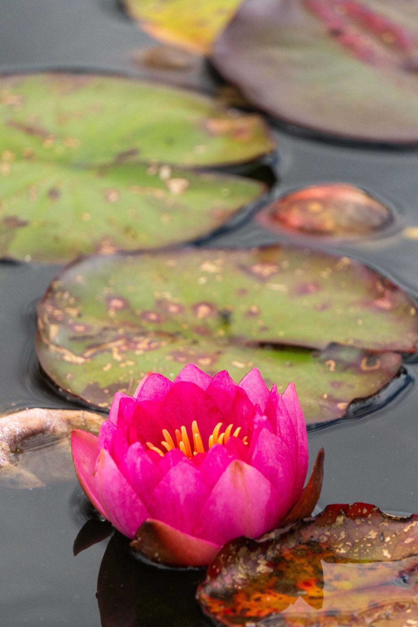 Fire Opal Water Lily - Pond Plants - LW08