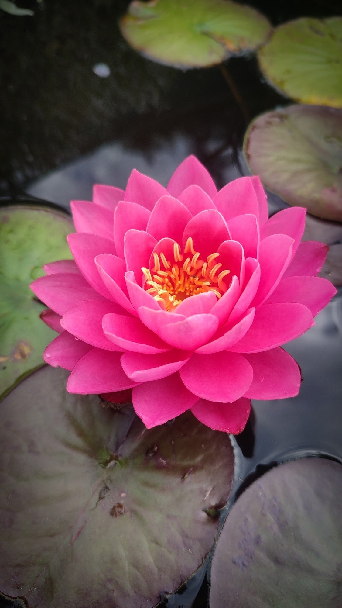 Fire Opal Water Lily - Pond Plants - LW08