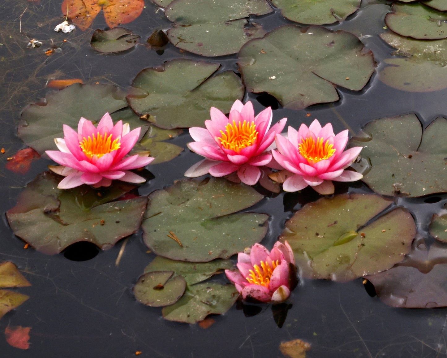 Formosa Water Lily - Pond Plants - MW08