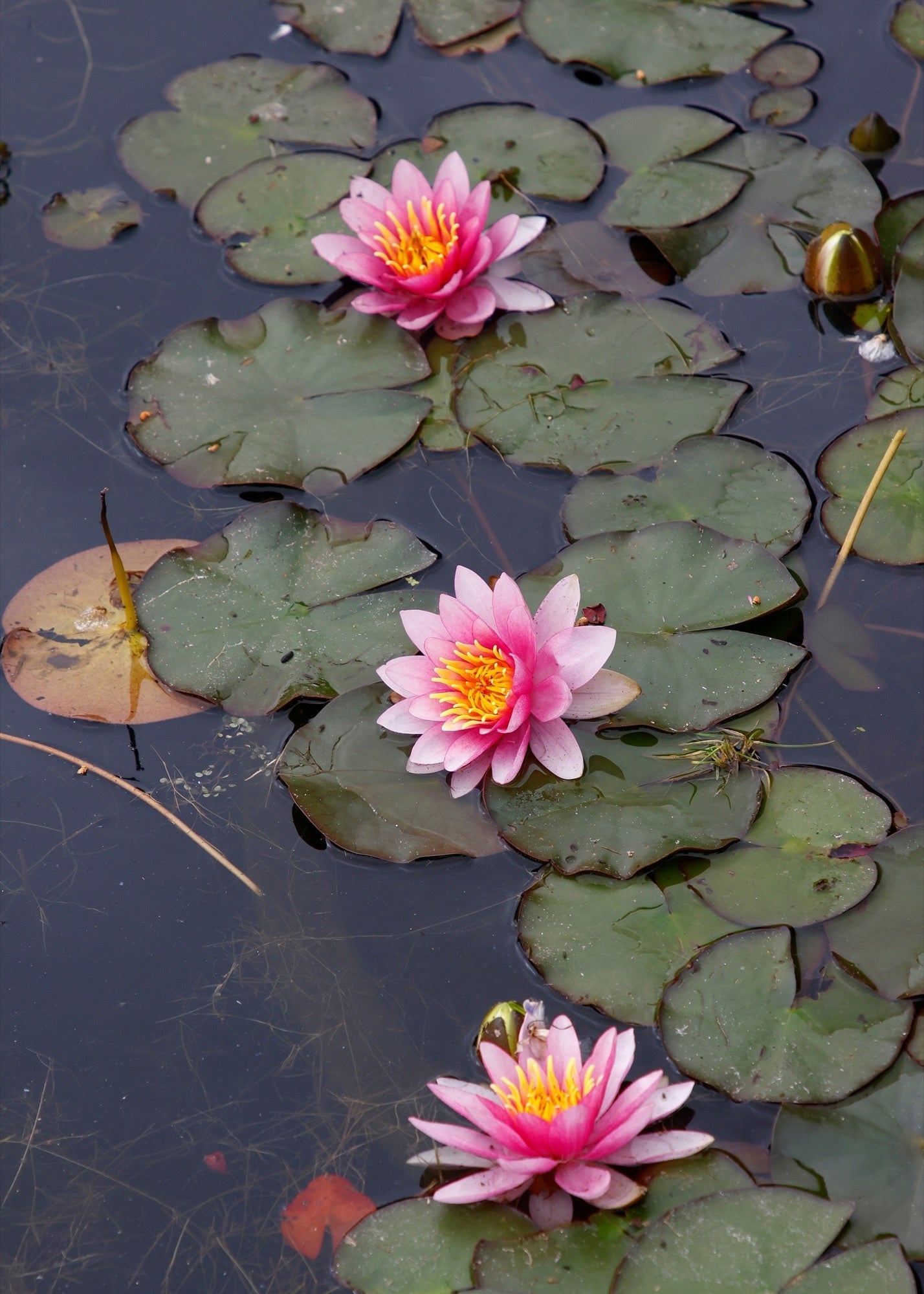 Formosa Water Lily - Pond Plants - MW08