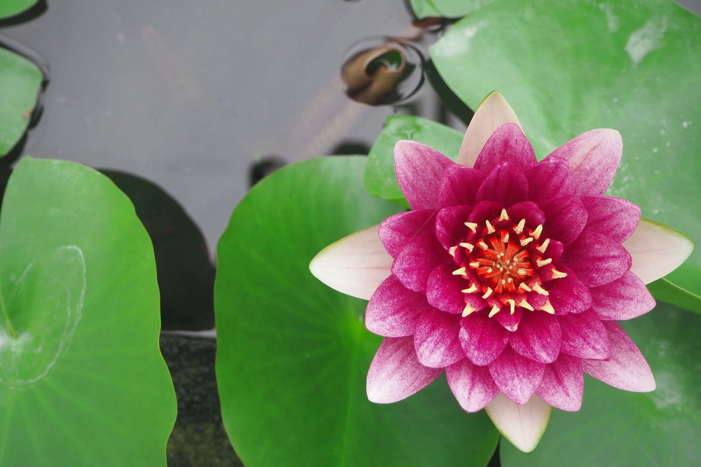 Gloriosa Water Lily - Pond Plants - LW09