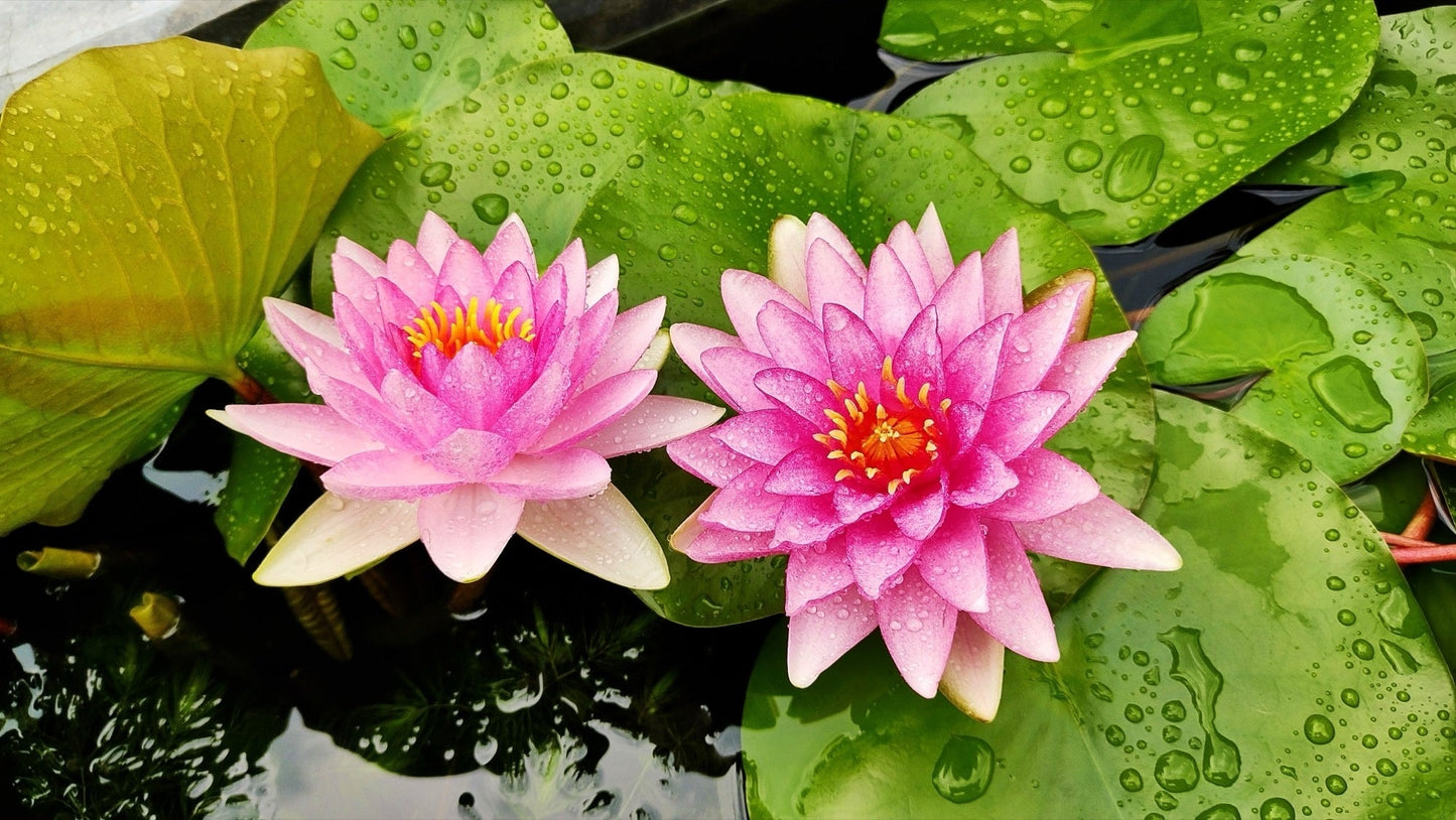 Gloriosa Water Lily - Pond Plants - LW09