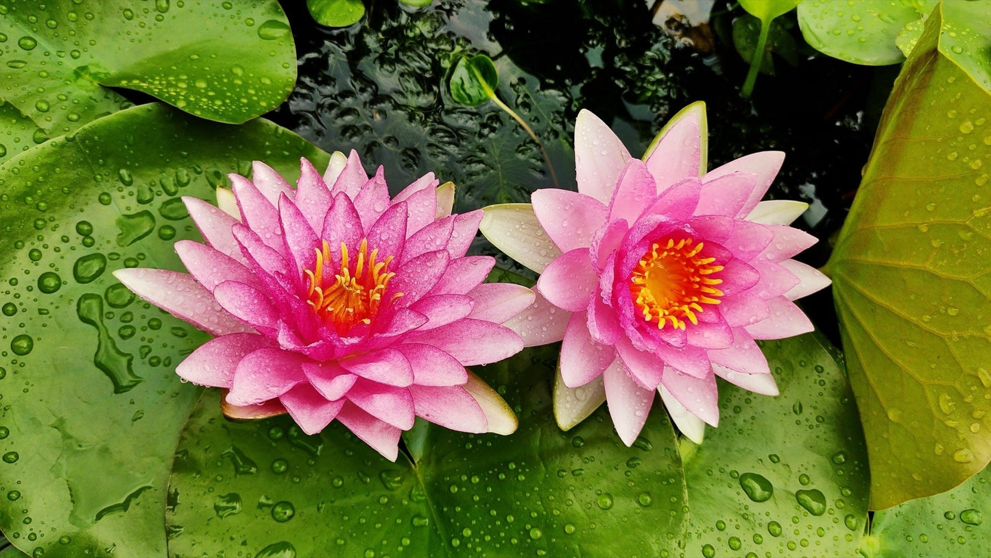 Gloriosa Water Lily - Pond Plants - LW09