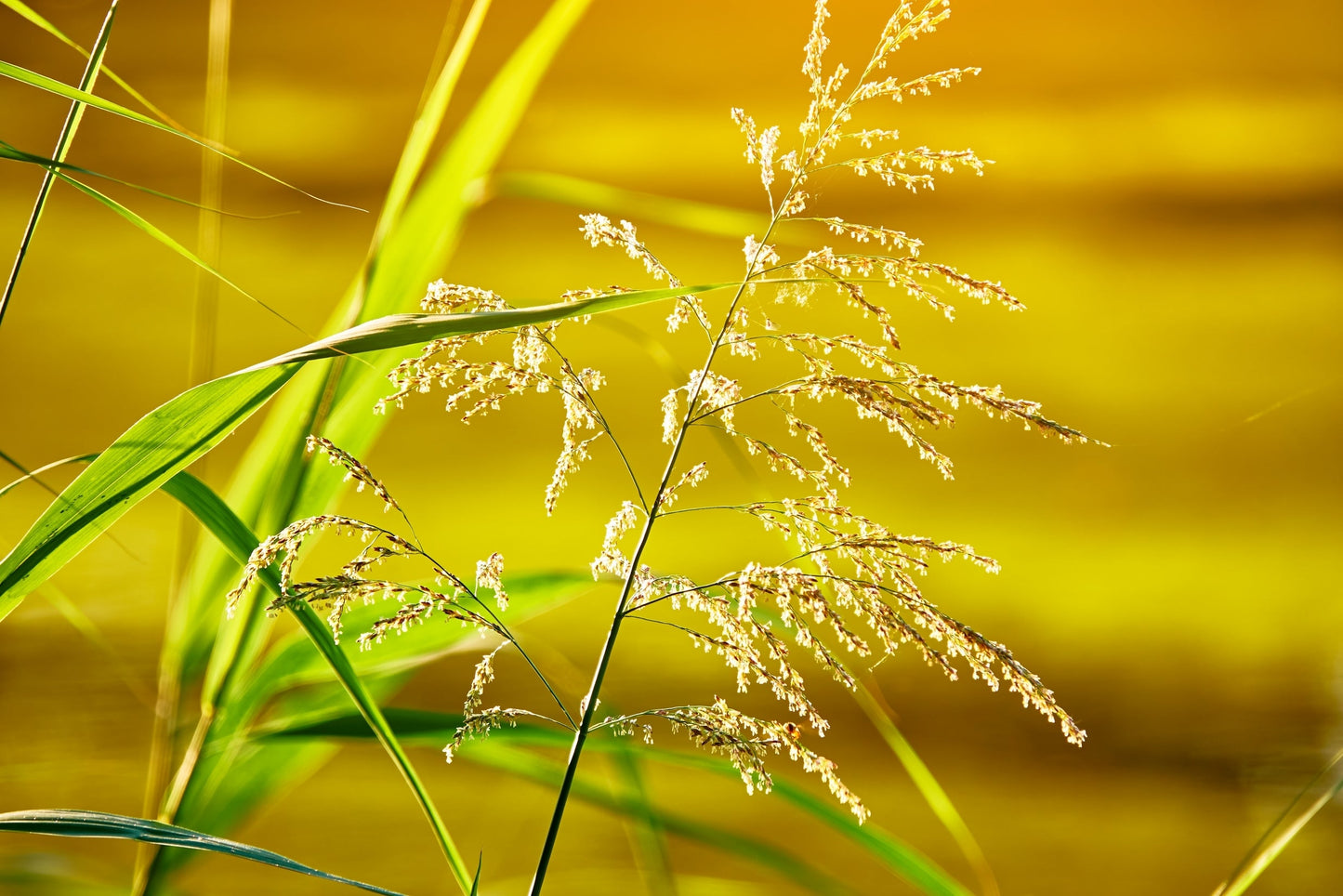 Glyceria maxima (Reed sweet grass) - Marginal Pond Plants - MP040