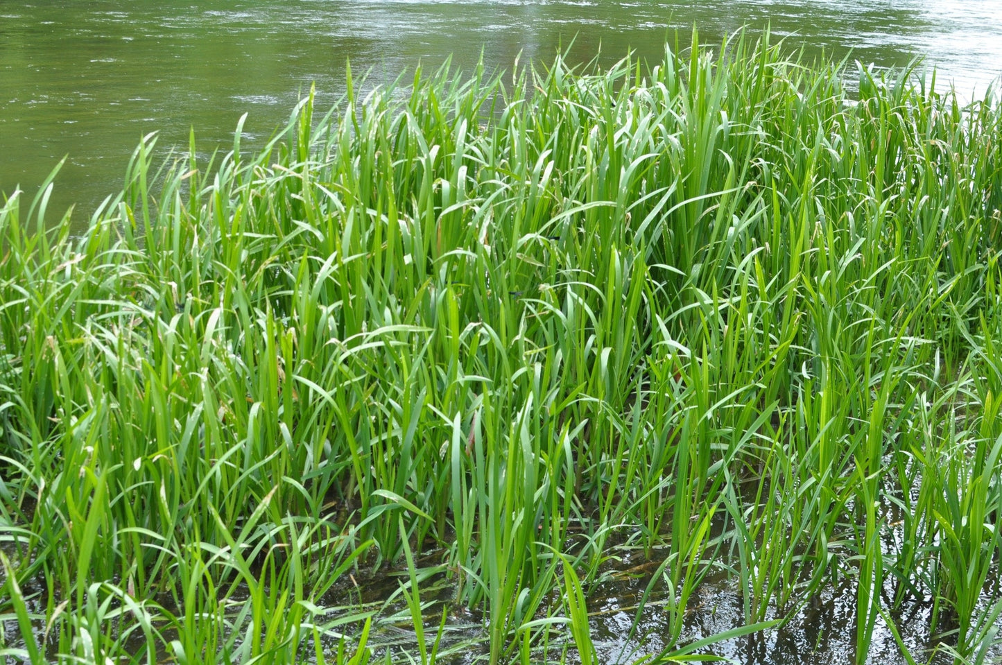 Glyceria maxima (Reed sweet grass) - Marginal Pond Plants - MP040