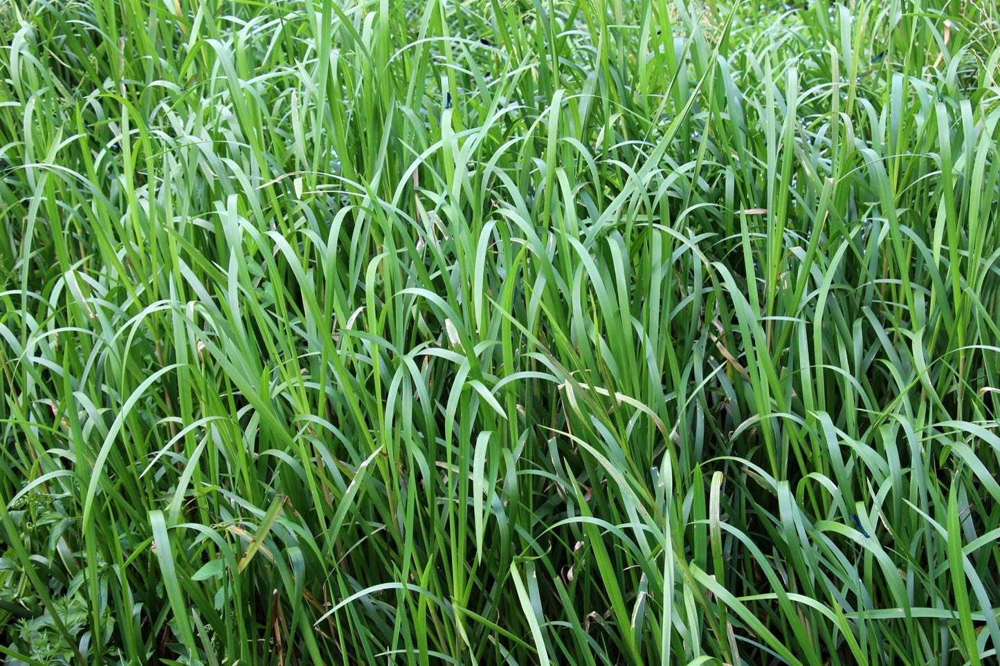 Glyceria maxima (Reed sweet grass) - Marginal Pond Plants - MP040