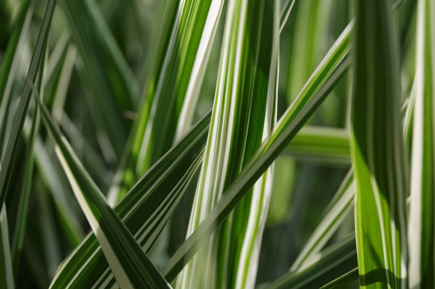 Glyceria maxima variegata (Variegated reed) - Marginal Pond Plants - MP041