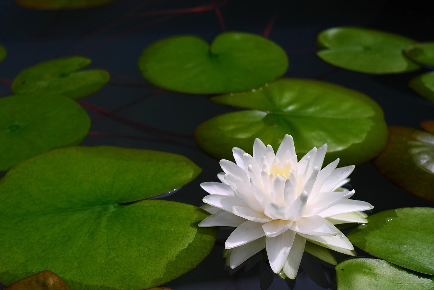Gonnere - Snowball Water Lily - Pond Plants - LW10