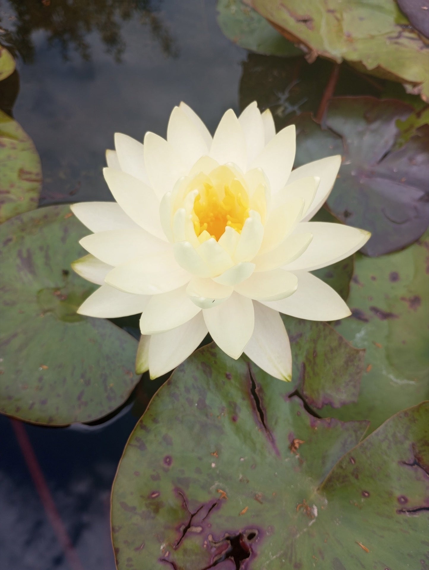 Gonnere - Snowball Water Lily - Pond Plants - LW10