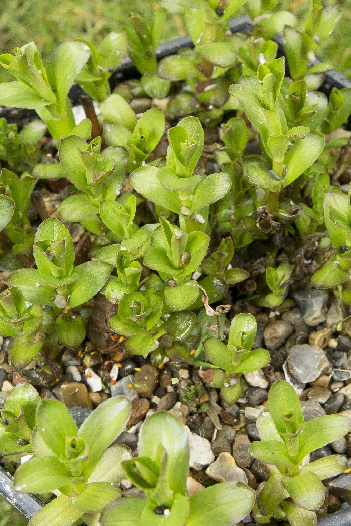 Gratiola officinalis (Summer Snowflake) - Marginal Pond Plants - MP042