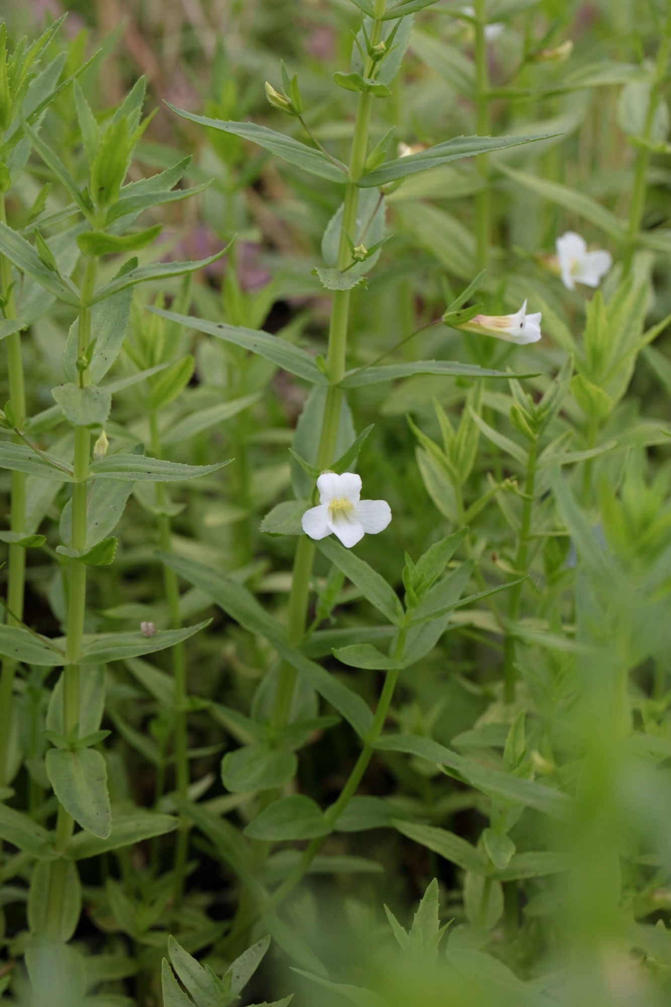 Gratiola officinalis (Summer Snowflake) - Marginal Pond Plants - MP042