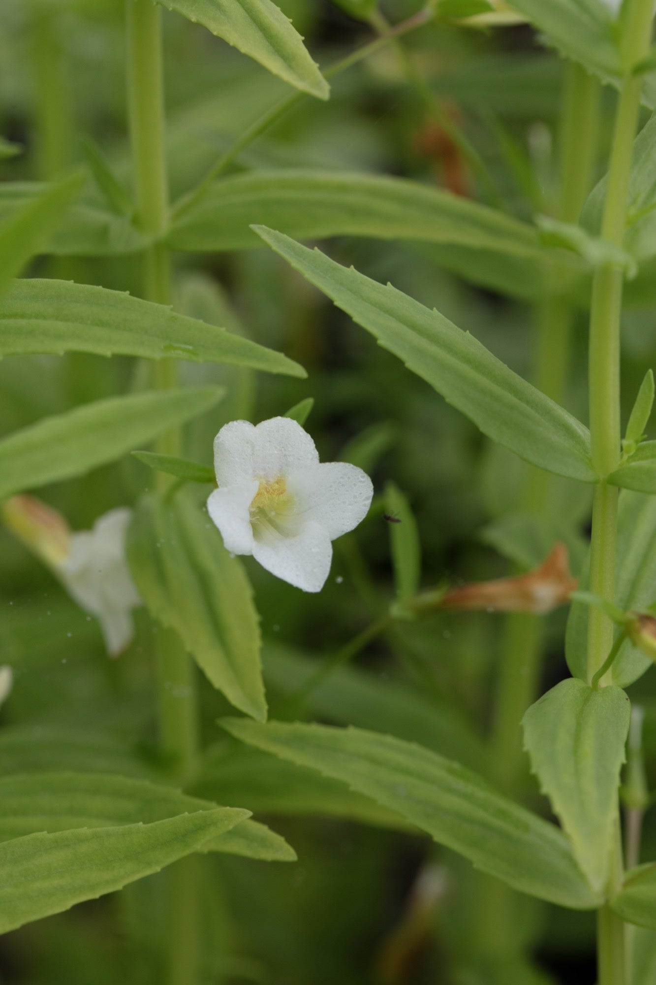 Gratiola officinalis (Summer Snowflake) - Marginal Pond Plants - MP042