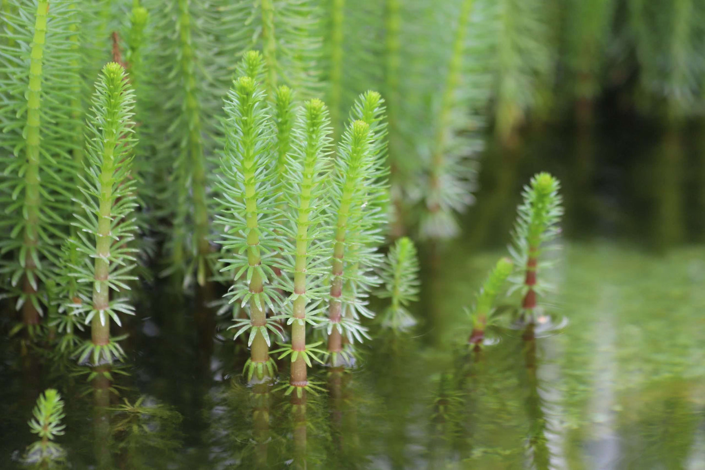Hippuris vulgaris (Mare's Tail) - Marginal Oxygenating Pond Plants - OX008