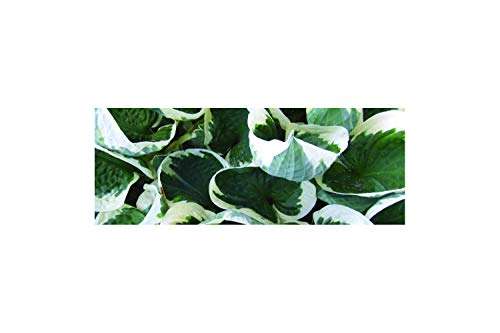 Hosta 'Patriot' - Marginal Pond Plants - BP047