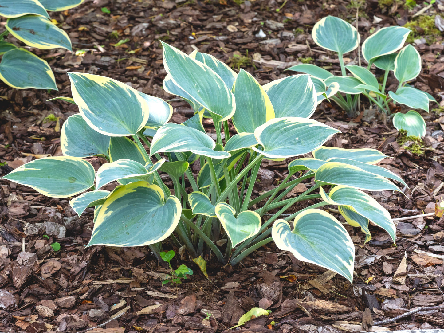 Hosta First Frost - Marginal Pond Plants - BP046