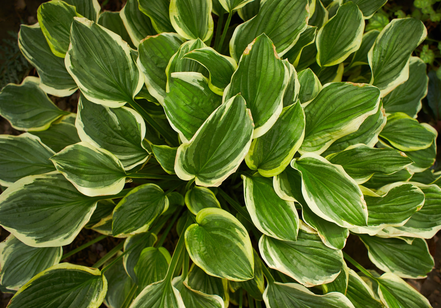 Hosta First Frost - Marginal Pond Plants - BP046