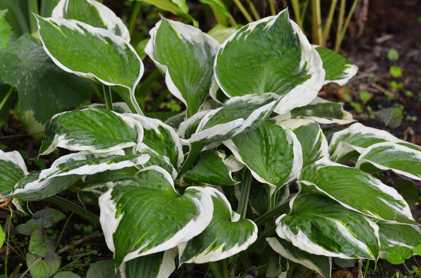 Hosta 'Patriot' - Marginal Pond Plants - BP047