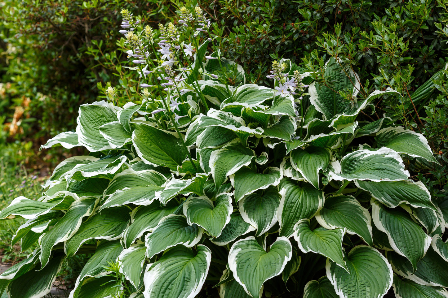 Hosta 'Patriot' - Marginal Pond Plants - BP047