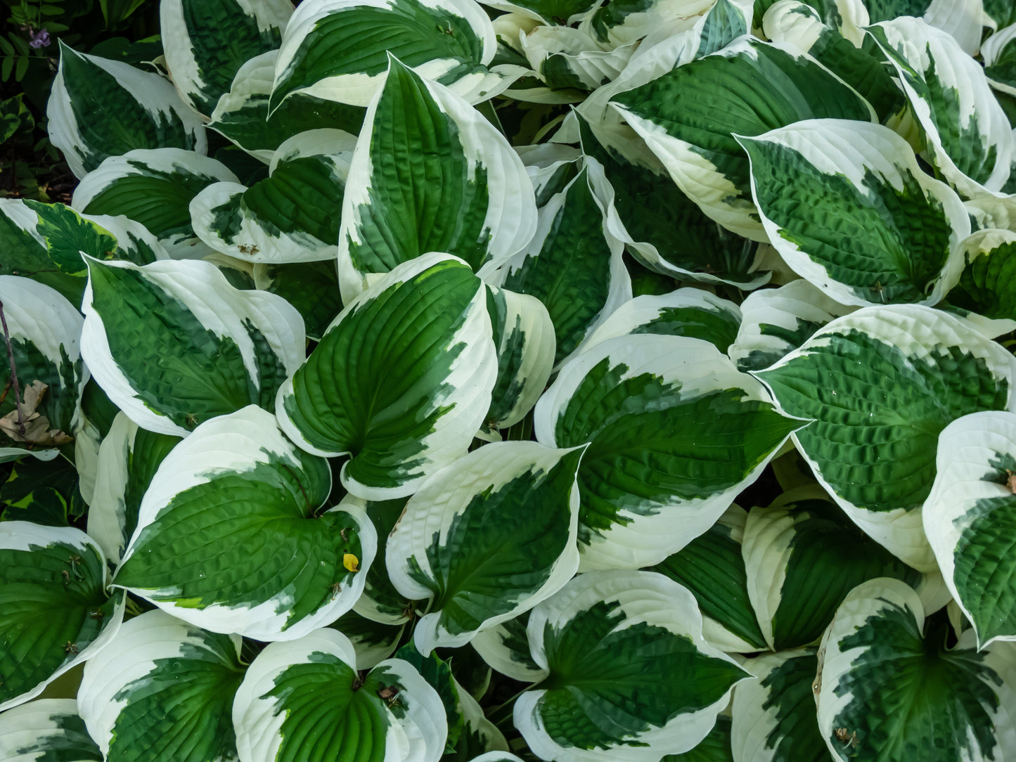 Hosta 'Patriot' - Marginal Pond Plants - BP047