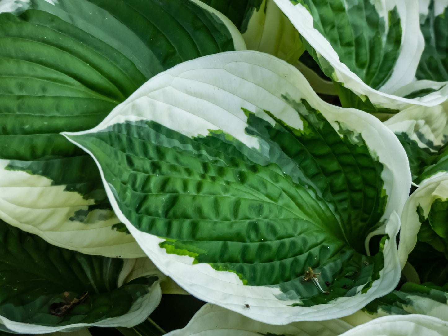 Hosta 'Patriot' - Marginal Pond Plants - BP047