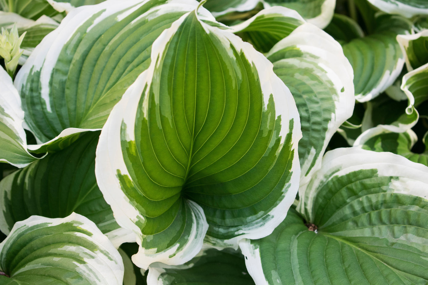 Hosta 'Patriot' - Marginal Pond Plants - BP047