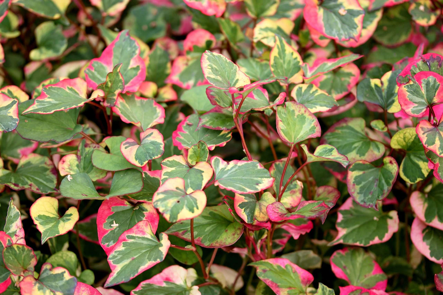 Houttuynia cordata 'Chameleon' (Harlequin plant) - Marginal pond plant - MP044
