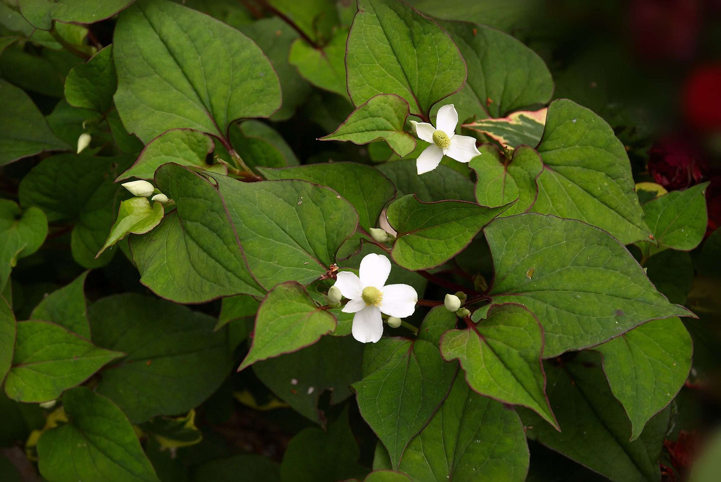 Houttuynia cordata 'Plena' (Orange peel plant) - Marginal Pond Plant - MP045