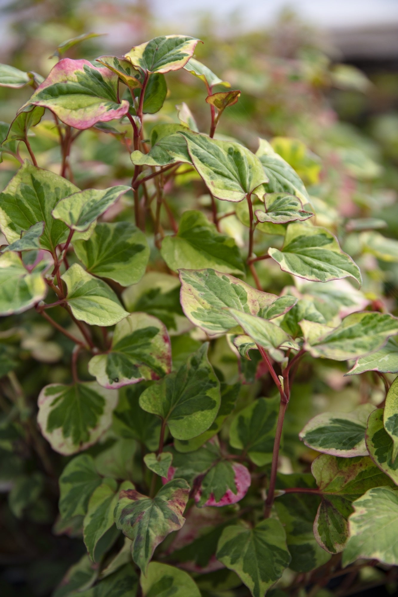 Houttuynia cordata 'Chameleon' (Harlequin plant) - Marginal pond plant - MP044