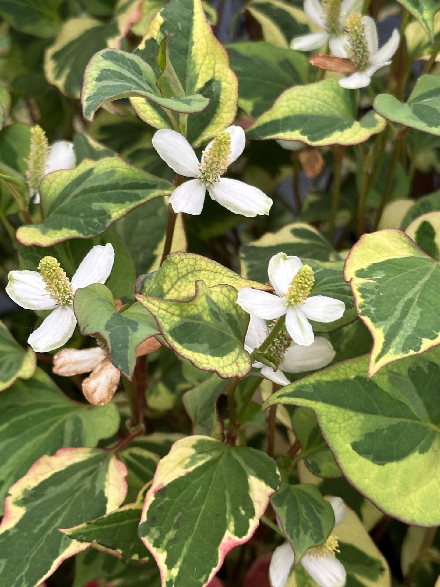 Houttuynia cordata 'Chameleon' (Harlequin plant) - Marginal pond plant - MP044