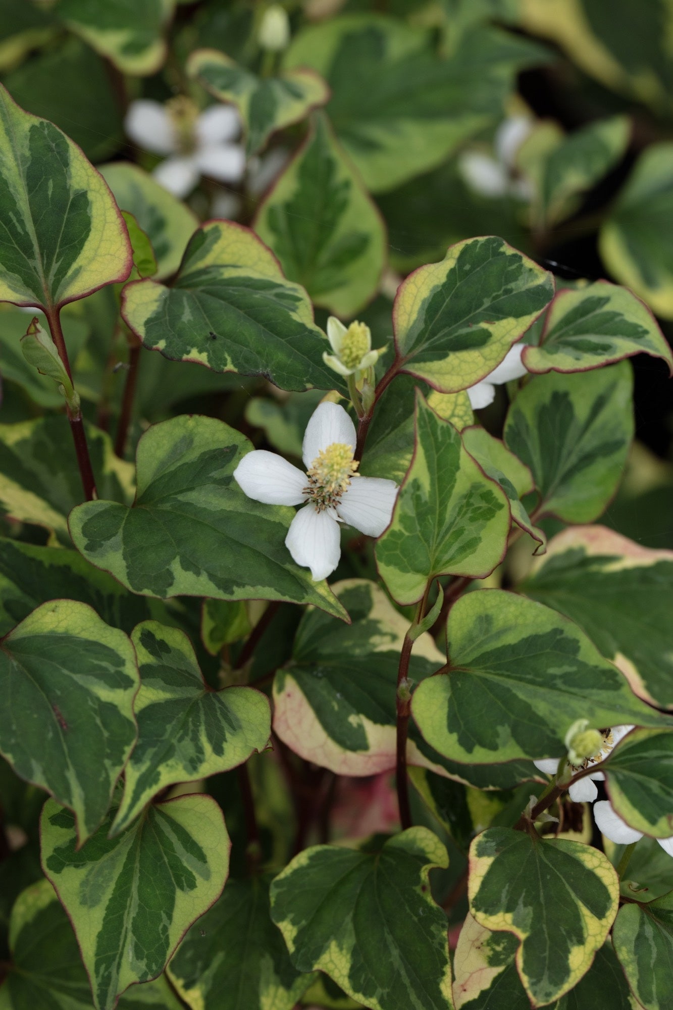 Houttuynia cordata 'Chameleon' (Harlequin plant) - Marginal pond plant - MP044