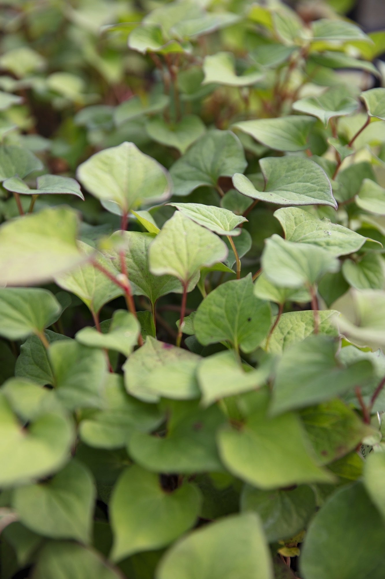 Houttuynia cordata 'Plena' (Orange peel plant) - Marginal Pond Plant - MP045